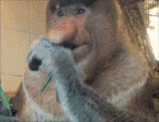 10.gif