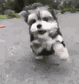 1.gif