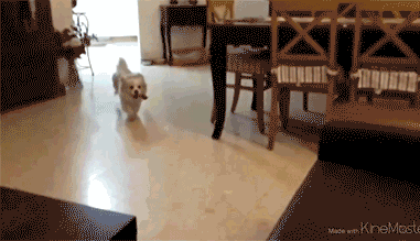 5.gif