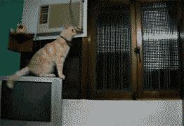 6.gif