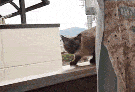7.gif