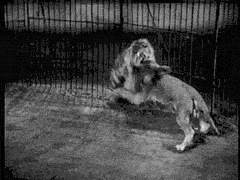 12.gif