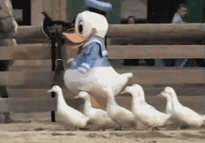 微信图片_20170330162551.gif