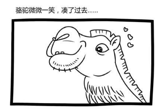 【幽默逗趣016】羊驼的起源：画面太污不可描述